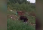 Скриншот видео очевидца