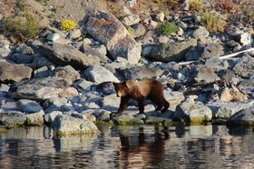 Медведь. Фото Умара Рамазанова