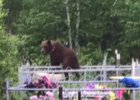 Медведь. Скриншот видео пресс-службы ГУ МВД России по Иркутской области