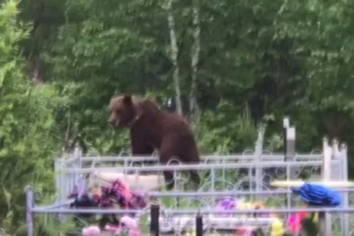 Медведь. Скриншот видео пресс-службы ГУ МВД России по Иркутской области