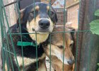Фото предоставлено волонтерами приюта