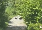 Замеченные у населенных пунктов Иркутской области медведи. Скриншот видео пресс-службы ГУ МВД России по Иркутской области