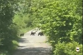 Замеченные у населенных пунктов Иркутской области медведи. Скриншот видео пресс-службы ГУ МВД России по Иркутской области