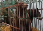 Медведи. Скриншот видео питомника К-9