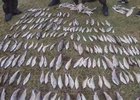 Хариус. Фото МВД России