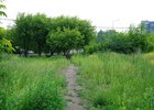 Тропинка к остановке в Союзе. Фото пресс-службы думы Иркутска