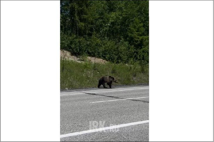 Медведь. Скриншот видео от читателя