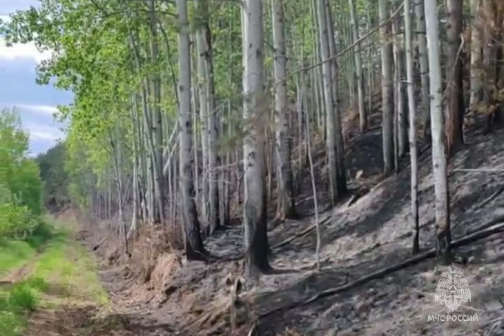 Лес после пожара. Фото пресс-службы ГУ МЧС России по Иркутской области
