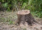 Спиленное дерево. Фото IRK.ru