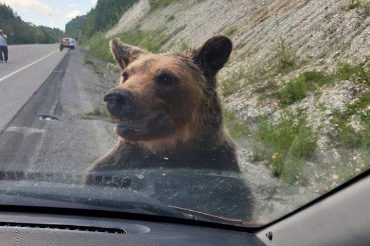 Медведь. Фото из телеграм-канала «Охотнадзор-38»