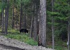 Медведь Фото пресс-службы ГУ МВД России по Иркутской области