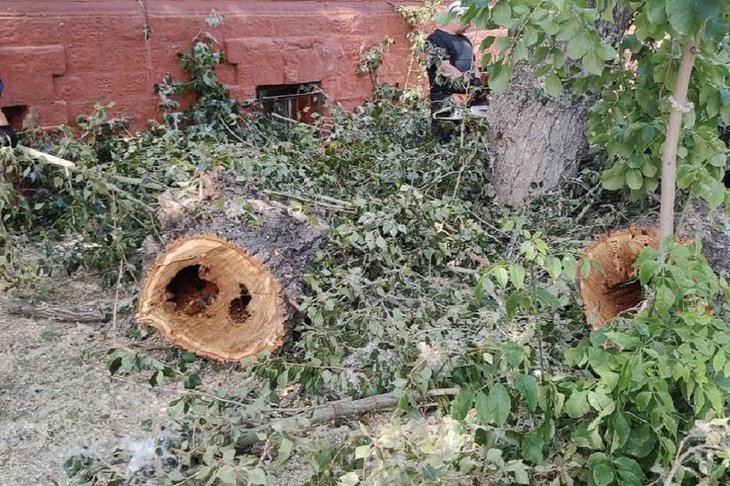 Срубленное дерево. Фото пресс-службы администрации Иркутска