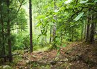 Лес. Фото Маргариты Романовой из архива IRK.ru