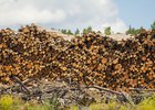 Древесина. Фото Маргариты Романовой, IRK.ru