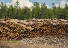 Древесина. Фото Маргариты Романовой, IRK.ru