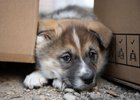 Собака. Фото с сайта irkobl.ru