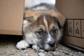Собака. Фото с сайта irkobl.ru