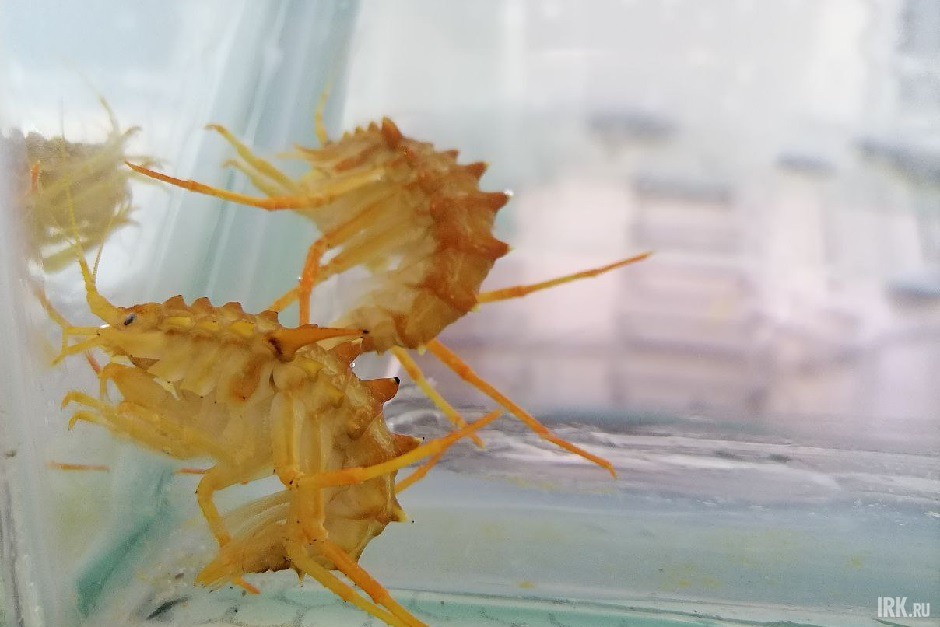 Байкальские рачки, которых содержат в НИИ биологии. Фото IRK.ru