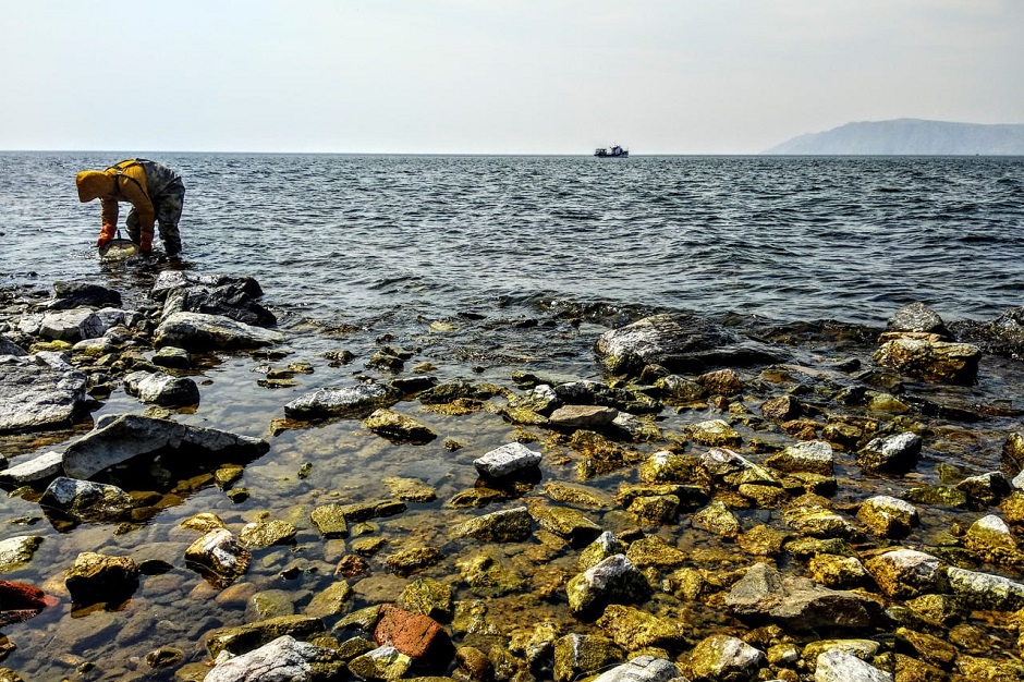 Фото: Ксения Верещагина (кандидат наук, старший научный сотрудник НИИ биологии ИГУ)