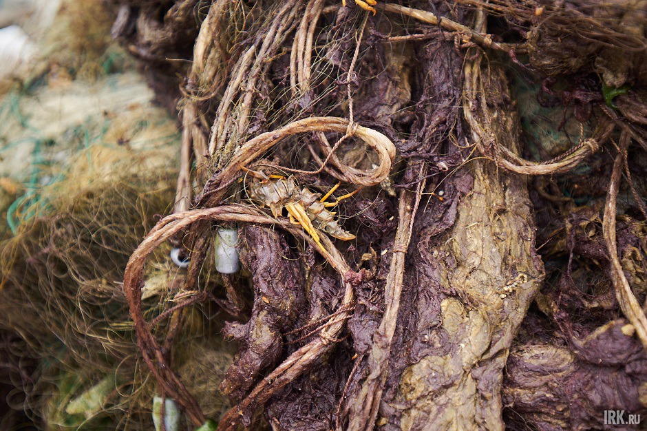 В старых сетях застревают и гибнут подводные обитателя