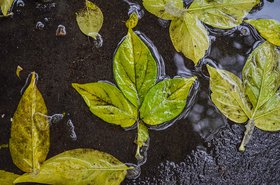 Листья. Фото Ильи Татарникова из архива IRK.ru