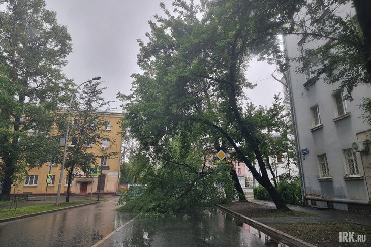 На пересечении Горького и 5-й Армии упало дерево. Фото IRK.ru