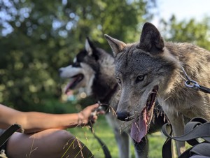 Фото предоставлено «Сибирским зоопарком»