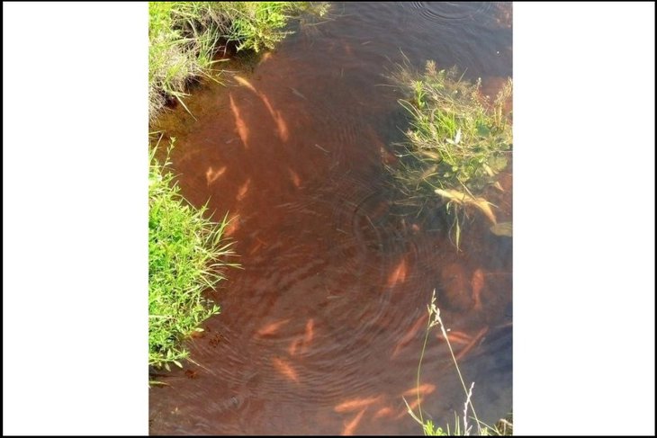 Водоем. Фото пресс-службы Байкальской межрегиональной природоохранной прокуратуры