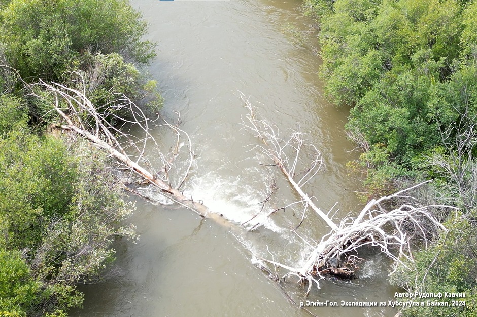 Упавшее дерево