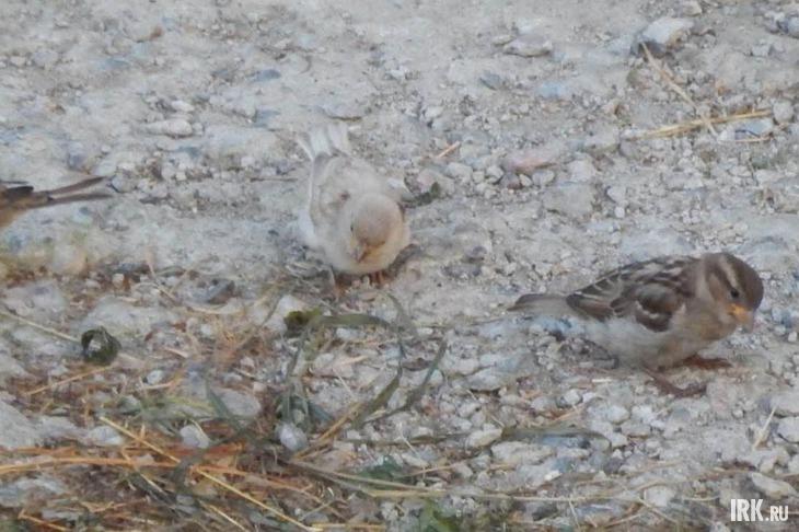 Автор фото — Андрей П.