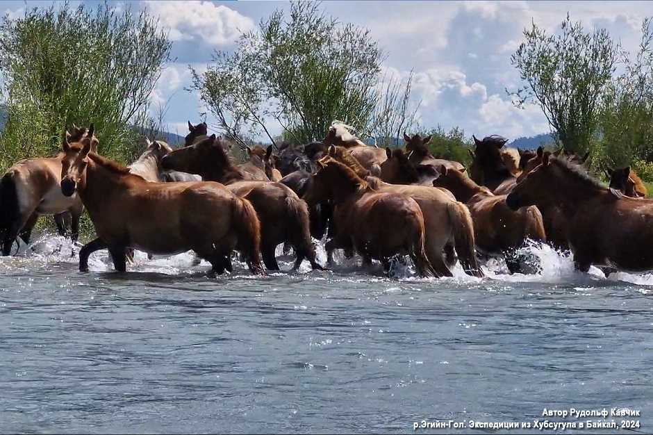 Табун лошадей в реке Эгийн-Гол
