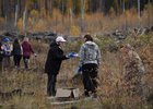 Люди высаживают сеянцы сосны. Фото из телеграм-канала Игоря Кобзева