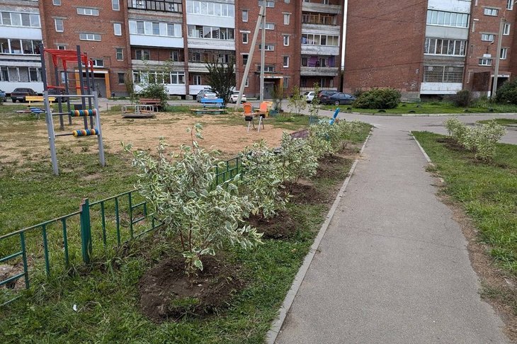 Во дворе домов высадили деревья. Фото пресс-службы думы Иркутска