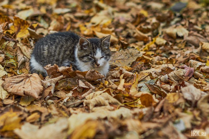 Кот. Фото Маргариты Романовой, IRK.ru