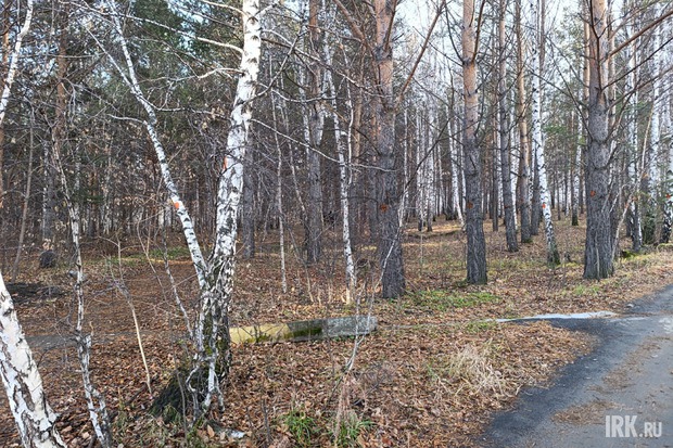 Отмеченные деревья. Фото Ольги Фонарёвой, IRK.ru