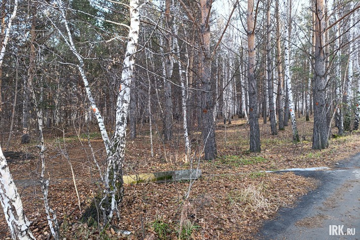 Отмеченные деревья. Фото Ольги Фонарёвой, IRK.ru