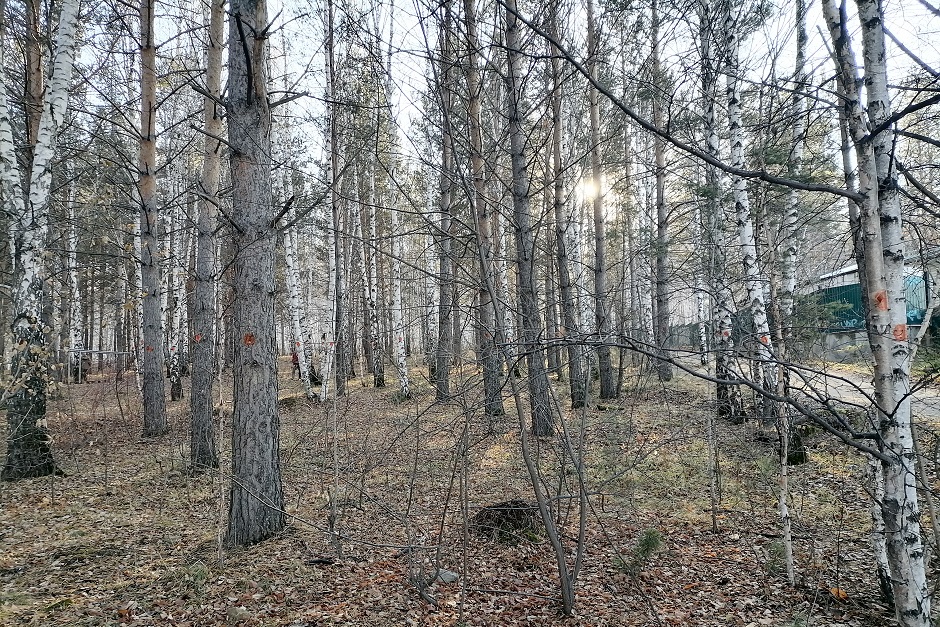 Отмеченные деревья в роще Академгородка. Фото Ольги Фонарёвой, IRK.ru