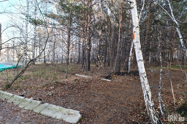 Роща Академгородка. Фото Ольги Фонарёвой, IRK.ru