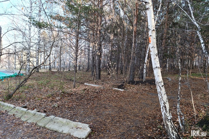 Роща Академгородка. Фото Ольги Фонарёвой, IRK.ru