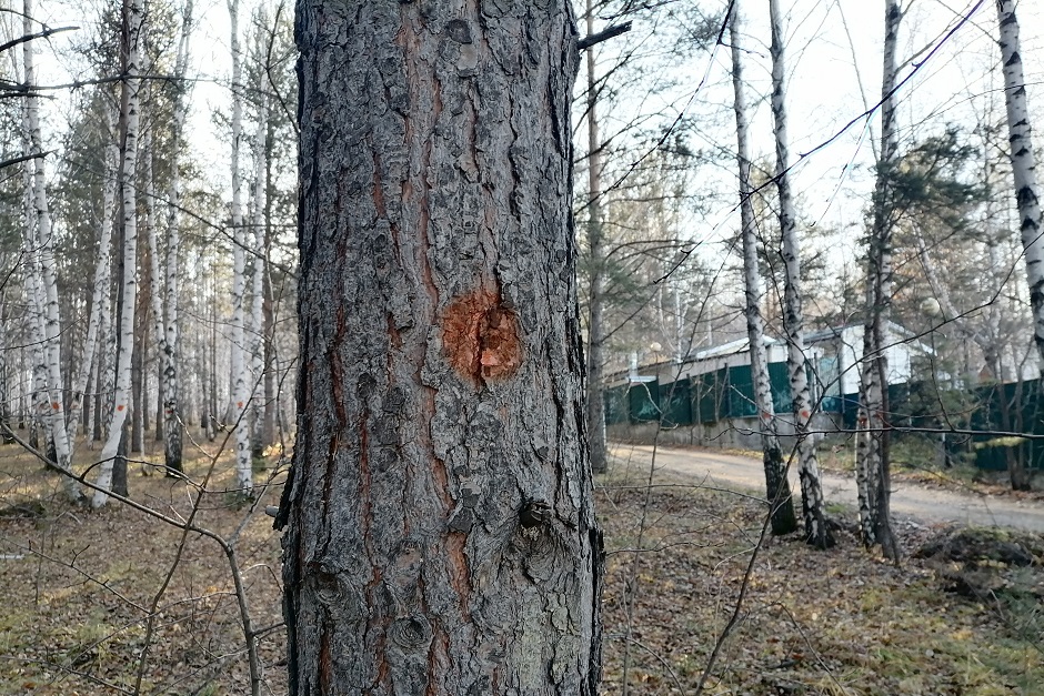 Фото Ольги Фонарёвой, IRK.ru