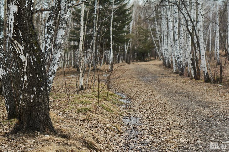 Роща в иркутском Академгородке. Фото Маргариты Романовой, IRK.ru