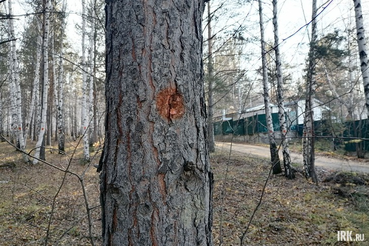 Отмеченное дерево. Фото Ольги Фонарёвой, IRK.ru