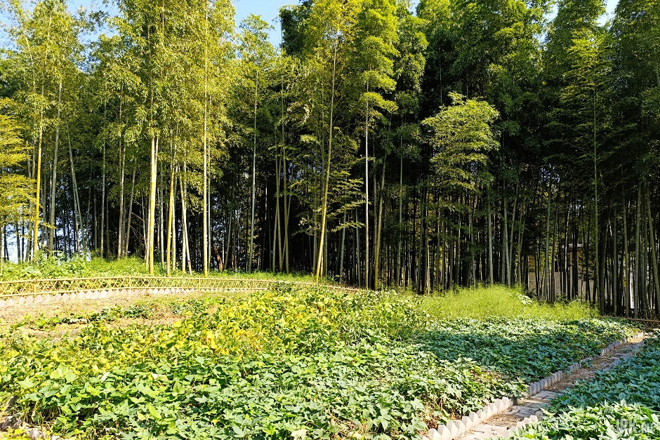 Бамбуковая роща и гряды с овощами