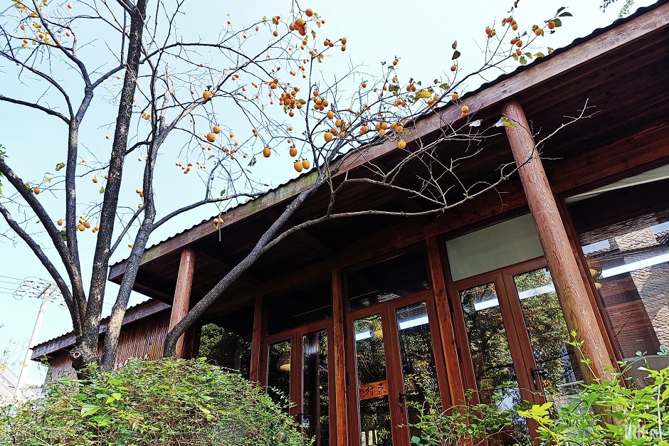 Местная библиотека и дерево с хурмой