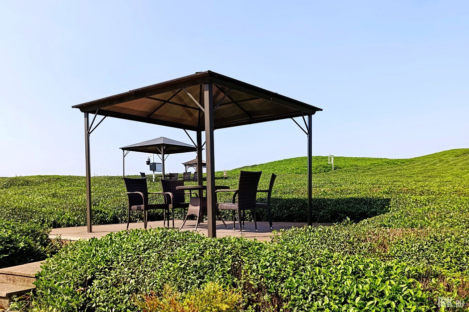 Чайные плантации