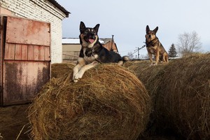 Бак и Гектор