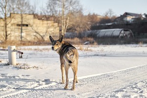 Гектор