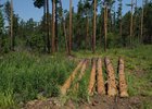 Лес. Фото с сайта правительства Иркутской области