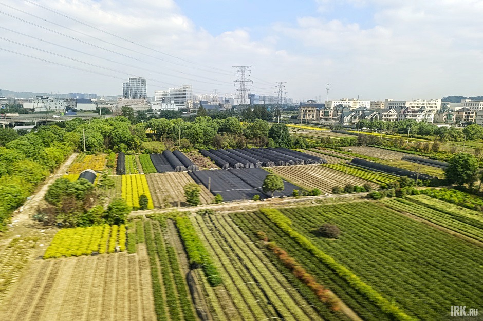 Поля с местными культурами