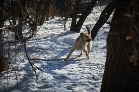 Собака. Фото: Маргарита Романова, IRK.ru